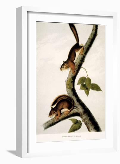 Squirrel-null-Framed Giclee Print