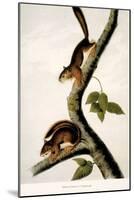 Squirrel-null-Mounted Giclee Print