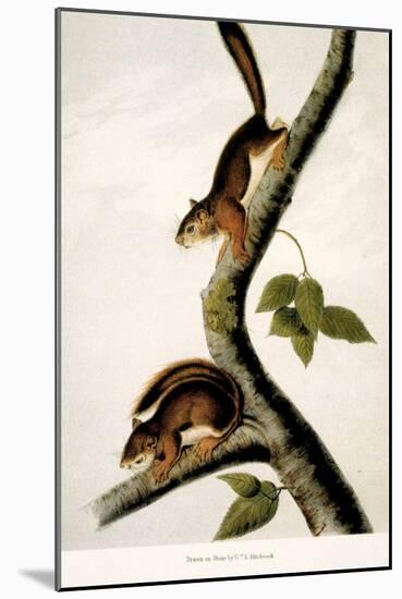 Squirrel-null-Mounted Giclee Print