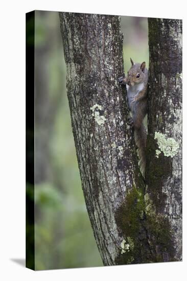 Squirreling Around-Susann Parker-Stretched Canvas