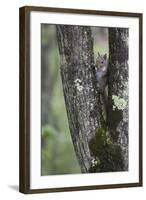 Squirreling Around-Susann Parker-Framed Photographic Print