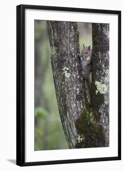 Squirreling Around-Susann Parker-Framed Photographic Print