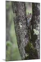 Squirreling Around-Susann Parker-Mounted Photographic Print