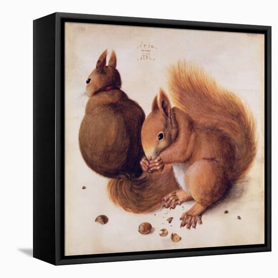 Squirrels, 1512-Albrecht Dürer-Framed Stretched Canvas