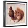 Squirrels, 1512-Albrecht Dürer-Framed Giclee Print