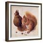 Squirrels, 1512-Albrecht Dürer-Framed Premium Giclee Print