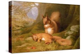 Squirrels in a Wood-Robert Collinson-Stretched Canvas