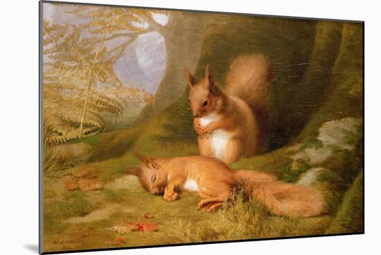 Squirrels in a Wood-Robert Collinson-Mounted Giclee Print