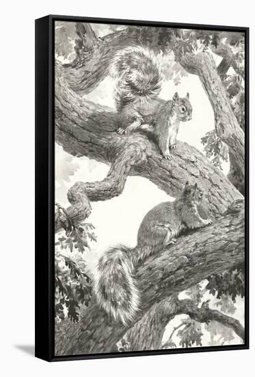 Squirrels in Tree-null-Framed Stretched Canvas