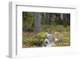 Squirrels, Sciurus Vulgaris, Finland-Christian Zappel-Framed Photographic Print