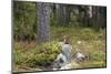 Squirrels, Sciurus Vulgaris, Finland-Christian Zappel-Mounted Photographic Print