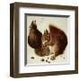 Squirrels-Albrecht Dürer-Framed Art Print