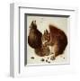 Squirrels-Albrecht Dürer-Framed Art Print