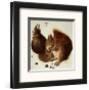 Squirrels-Albrecht Dürer-Framed Art Print