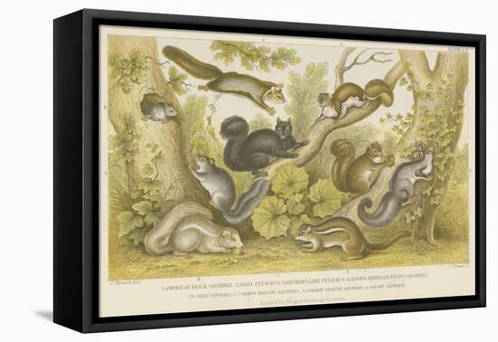 Squirrels-null-Framed Stretched Canvas