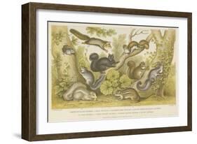 Squirrels-null-Framed Giclee Print
