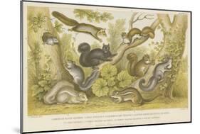 Squirrels-null-Mounted Giclee Print