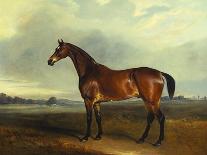 A Bay Hunter, the Property of the Hon F. Craven in a Landscape-John Ferneley, Sr-Framed Giclee Print