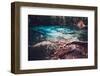 Sra Morakot Blue Pool at Krabi Province, Thailand. Clear Emerald Pond in Tropical Forest. the Roots-goinyk-Framed Photographic Print