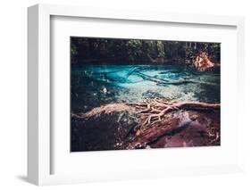 Sra Morakot Blue Pool at Krabi Province, Thailand. Clear Emerald Pond in Tropical Forest. the Roots-goinyk-Framed Photographic Print