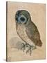 Sreech-Owl, 1508-Albrecht Dürer-Stretched Canvas