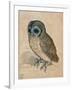 Sreech-Owl, 1508-Albrecht Dürer-Framed Giclee Print