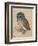 Sreech-Owl, 1508-Albrecht Dürer-Framed Giclee Print