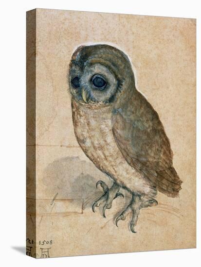 Sreech-Owl, 1508-Albrecht Dürer-Stretched Canvas