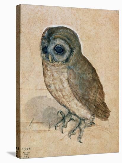 Sreech-Owl, 1508-Albrecht Dürer-Stretched Canvas