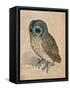 Sreech-Owl, 1508-Albrecht Dürer-Framed Stretched Canvas