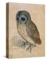 Sreech-Owl, 1508-Albrecht Dürer-Stretched Canvas