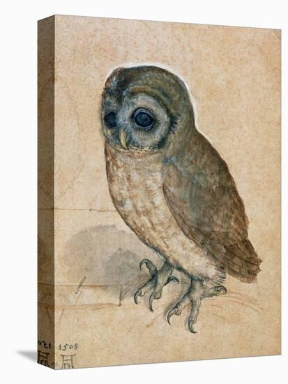 Sreech-Owl, 1508-Albrecht Dürer-Stretched Canvas