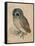 Sreech-Owl, 1508-Albrecht Dürer-Framed Stretched Canvas