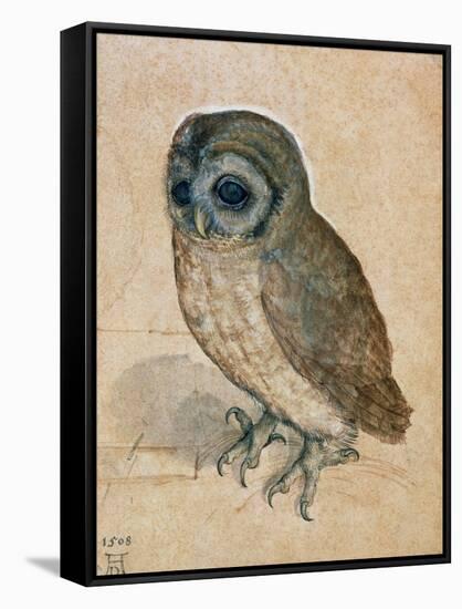 Sreech-Owl, 1508-Albrecht Dürer-Framed Stretched Canvas