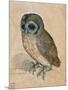 Sreech-Owl, 1508-Albrecht Dürer-Mounted Giclee Print