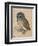 Sreech-Owl, 1508-Albrecht Dürer-Framed Premium Giclee Print