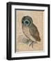 Sreech-Owl, 1508-Albrecht Dürer-Framed Premium Giclee Print