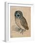 Sreech-Owl, 1508-Albrecht Dürer-Framed Premium Giclee Print