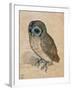 Sreech-Owl, 1508-Albrecht Dürer-Framed Giclee Print