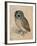 Sreech-Owl, 1508-Albrecht Dürer-Framed Giclee Print