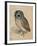 Sreech-Owl, 1508-Albrecht Dürer-Framed Giclee Print