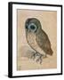 Sreech-Owl, 1508-Albrecht Dürer-Framed Giclee Print