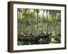 Sri Lanka, Coconut Palm Plantation-Thonig-Framed Photographic Print