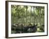 Sri Lanka, Coconut Palm Plantation-Thonig-Framed Photographic Print