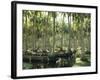 Sri Lanka, Coconut Palm Plantation-Thonig-Framed Photographic Print