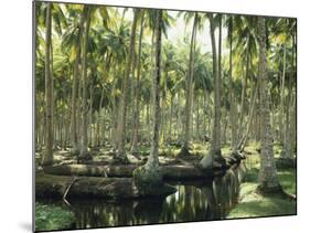 Sri Lanka, Coconut Palm Plantation-Thonig-Mounted Photographic Print