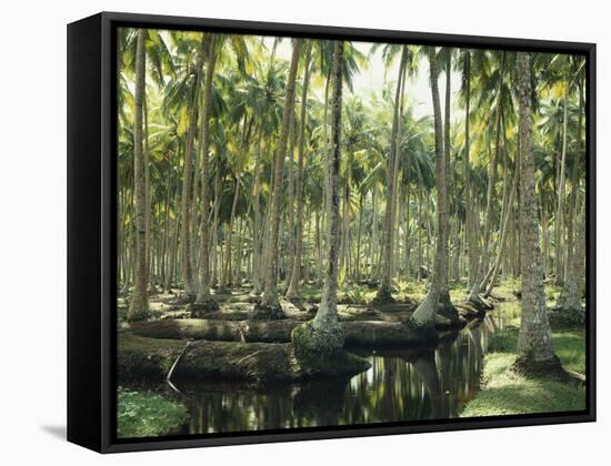 Sri Lanka, Coconut Palm Plantation-Thonig-Framed Stretched Canvas