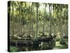 Sri Lanka, Coconut Palm Plantation-Thonig-Stretched Canvas