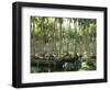 Sri Lanka, Coconut Palm Plantation-Thonig-Framed Photographic Print