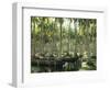 Sri Lanka, Coconut Palm Plantation-Thonig-Framed Photographic Print